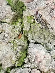 Formicidae