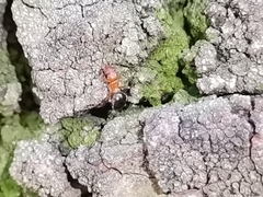 Formicidae