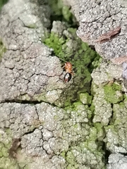 Formicidae