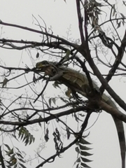 Iguana iguana