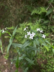 Conostomium natalense