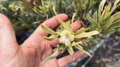 Leucadendron meridianum
