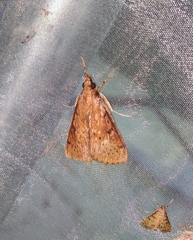 Omphisa fuscidentalis