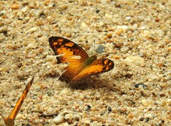 Vagrans sinha