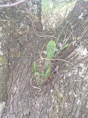 Opuntia cespitosa