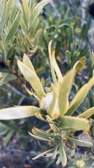 Leucadendron meridianum