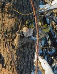 Parus major
