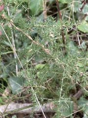 Asparagus acutifolius