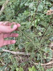 Asparagus acutifolius