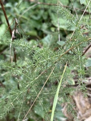 Asparagus acutifolius