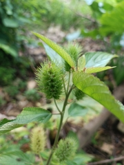 Acalypha arvensis