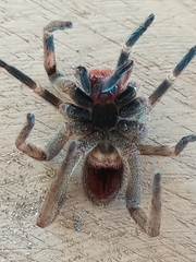 Phoneutria nigriventer