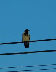 Corvus cornix