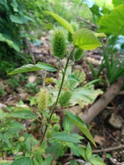 Acalypha arvensis
