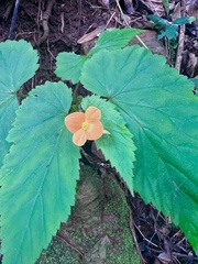 Begonia sutherlandii