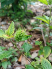 Acalypha arvensis
