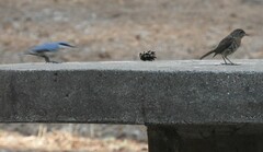 Erithacus rubecula rubecula