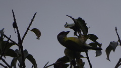 Cyclarhis gujanensis