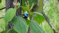 Stilpnia cyanicollis