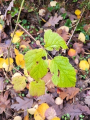 Rubus caesius
