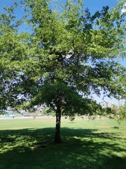 Quercus nigra
