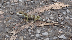 Anolis heterodermus