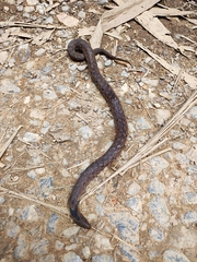 Plagiopholis nuchalis