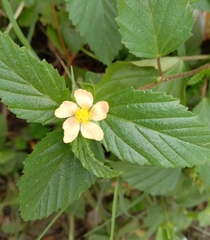 Sida ulmifolia