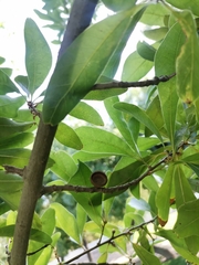Quercus nigra