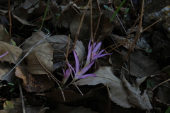Colchicum stevenii