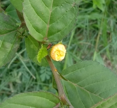 Sida ulmifolia