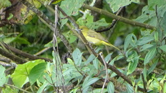Piranga rubra