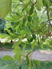 Quercus nigra