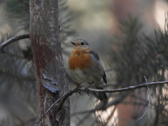 Erithacus rubecula rubecula