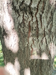 Quercus nigra