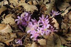 Colchicum stevenii