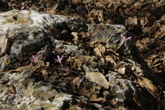 Colchicum stevenii