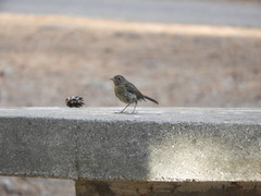 Erithacus rubecula rubecula