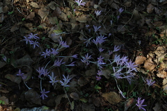 Colchicum stevenii