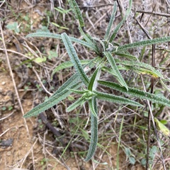 Echium vulgare