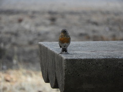 Erithacus rubecula rubecula