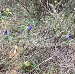 Echium vulgare