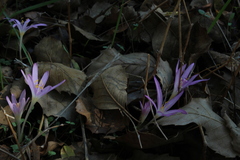 Colchicum stevenii