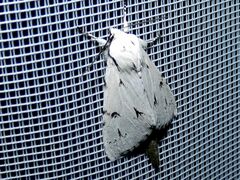Acronicta leporina