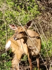 Tragelaphus sylvaticus