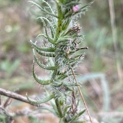 Echium vulgare