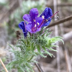 Echium vulgare