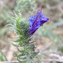 Echium vulgare