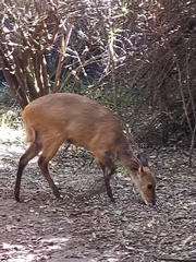 Tragelaphus sylvaticus