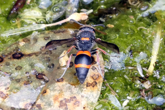 Ancistrocerus haematodes